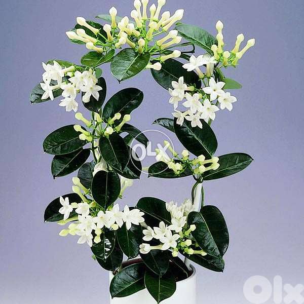 Stefanotis Jasmine 0