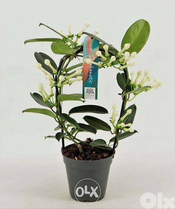 Stefanotis Jasmine 1