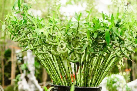 Lucky Bamboo sticks