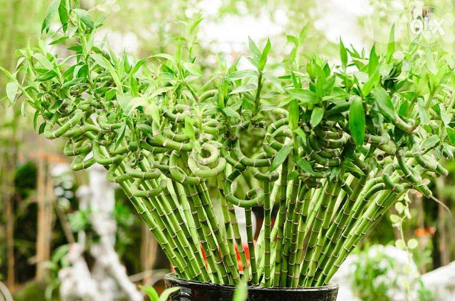 Lucky Bamboo sticks 0