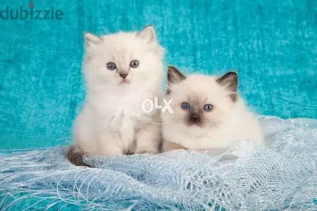 Persian with blue eyes cat قطط