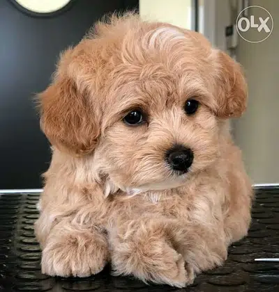 Imported Maltipoo beige Small breed
