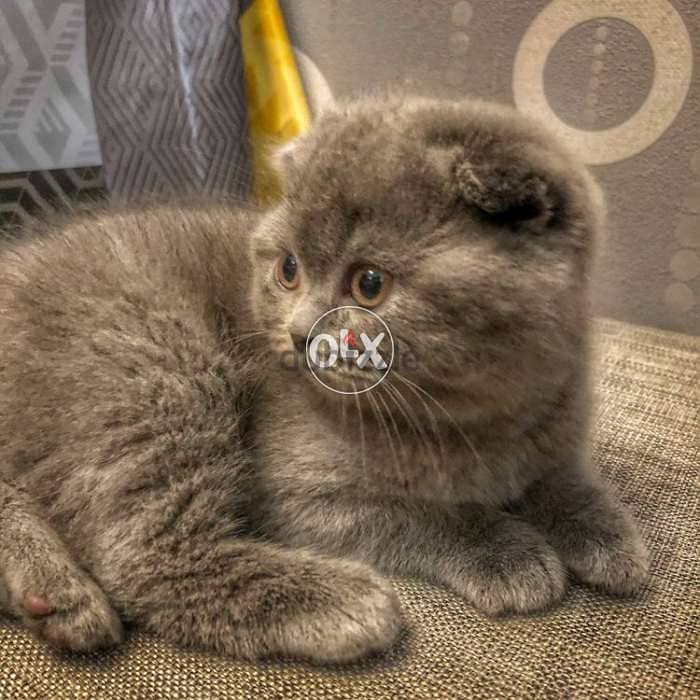 Scottish Fold Kitten Blue or Grey CUTEE 0