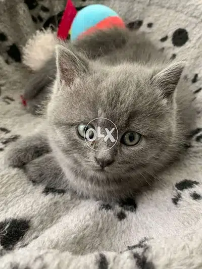 British Kitten AVAILABLEE