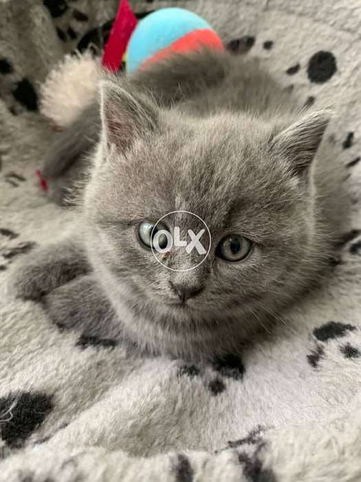 British Kitten AVAILABLEE 0