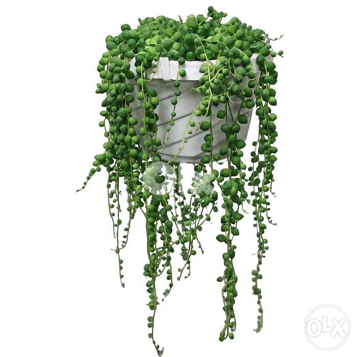 Hanging String of pearls 1