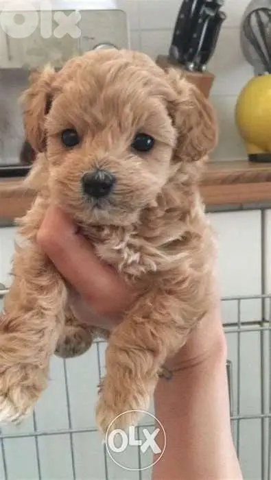 imported Gold color Maltipoo waiting for YOU
