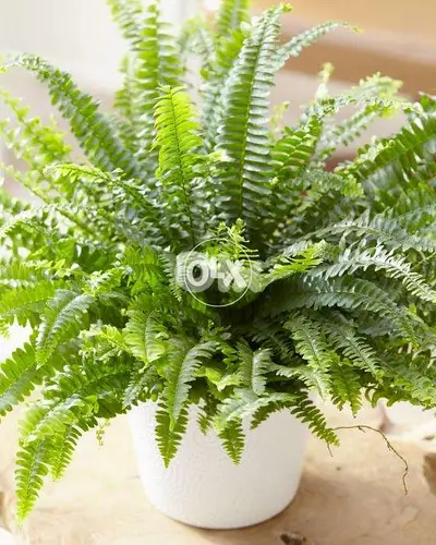 Boston fern
