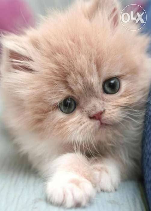 Persian Gold kitten cutesstt 0