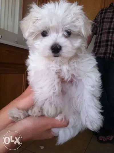 Bichon Maltesee MINIATURE bearr