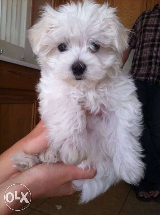Bichon Maltesee MINIATURE bearr 0