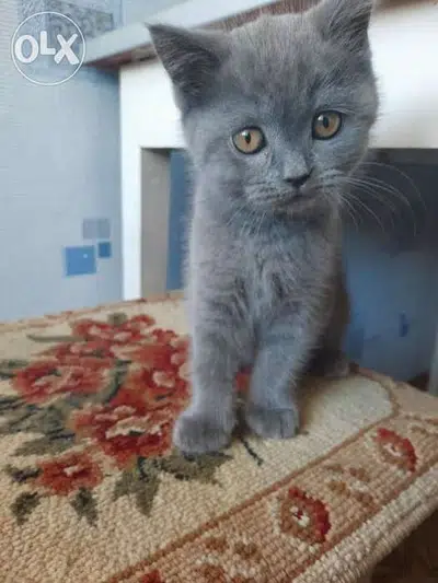British Kitten