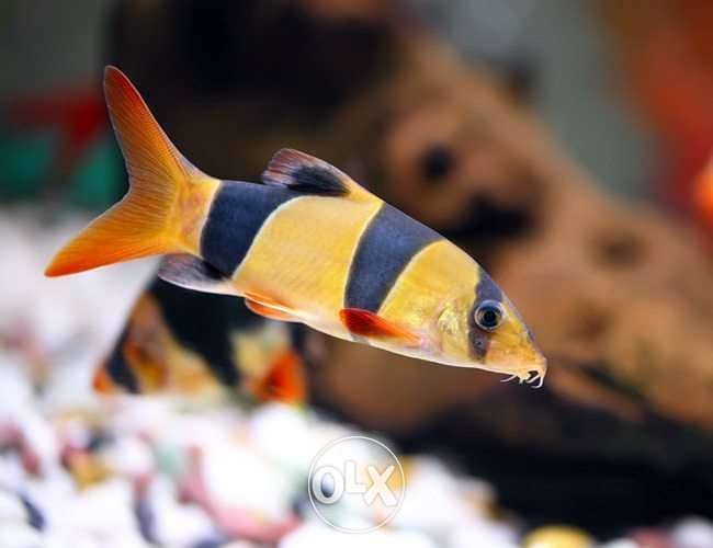 Clown loach 0