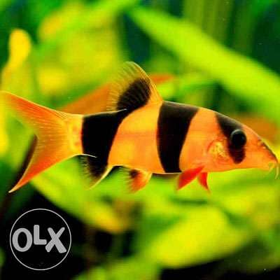 Clown loach 1