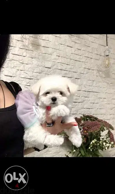 Bichon dog كلاب available delivery