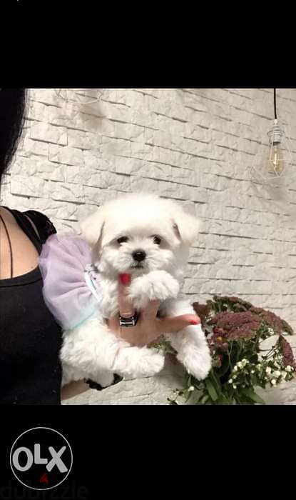 Bichon dog كلاب available delivery 0