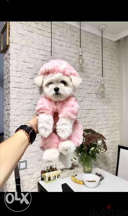 Bichon dog كلاب available delivery 1