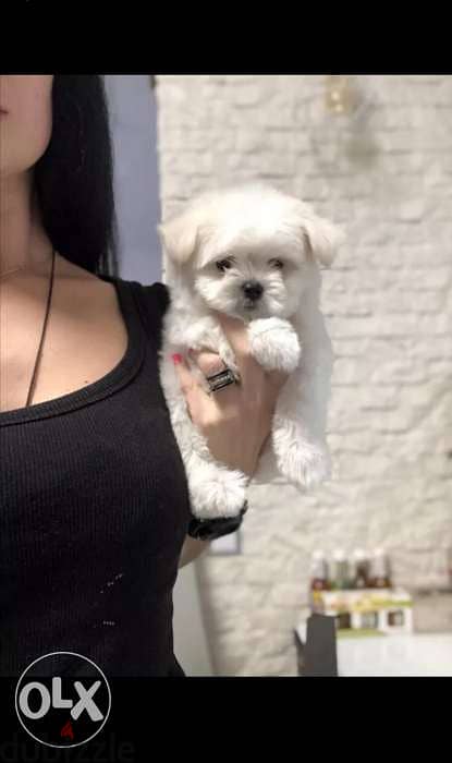 Bichon dog كلاب available delivery 2