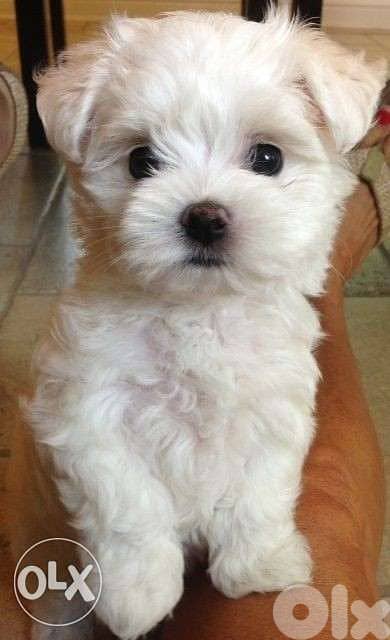 Bichon puppies in store 0