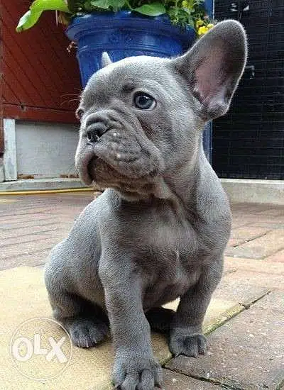French bulldog