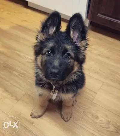 German Shepherd Berger allemand