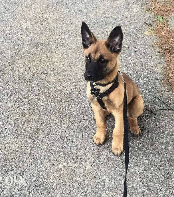 Malinois Puppies BLACK MASK 0