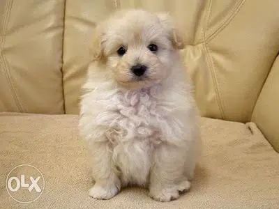 Miniature Goldendoodle imported Couleur creme