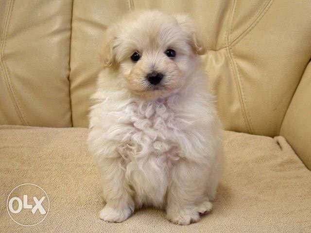Miniature Goldendoodle imported Couleur creme 0