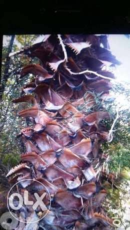 Palmier for sale 0