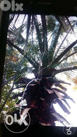 Palmier for sale 1