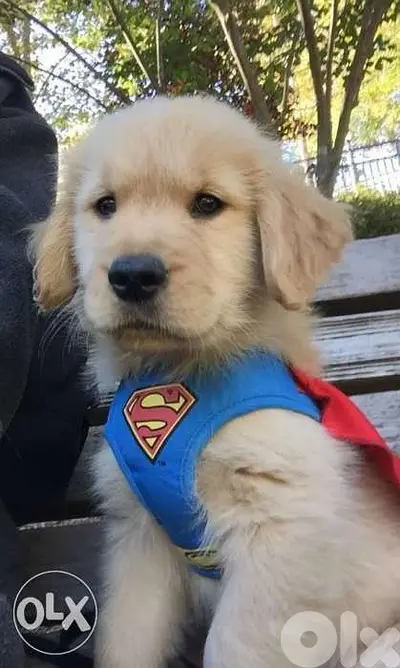 Golden RETRIEVER Pups Available
