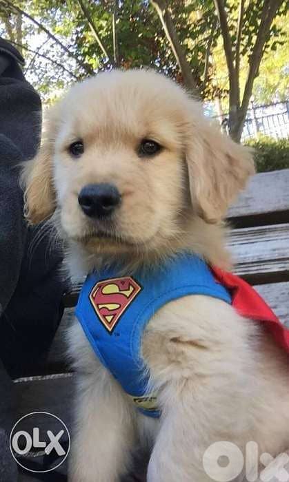 Golden RETRIEVER Pups Available 0