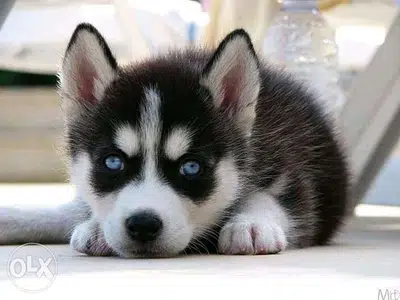 Husky Puppy Blue eyes short hair