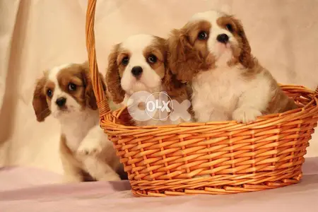 Cavalier King Charles (High Quality) Available now puppies كلاب