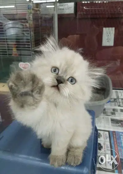 Persian Chinchilla  kitten CUTEST imported