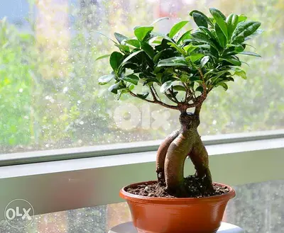 King of bonsai tree بونزاي شجر