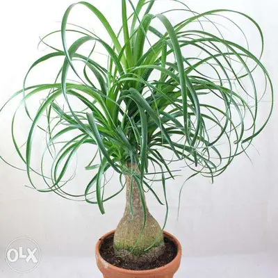 Elephant Foot Palm - beaucarnea