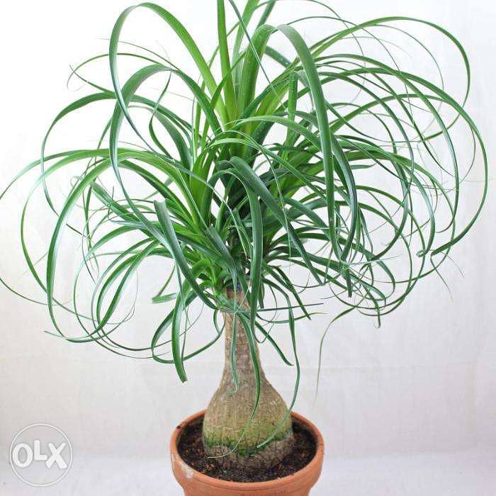 Elephant Foot Palm - beaucarnea 0