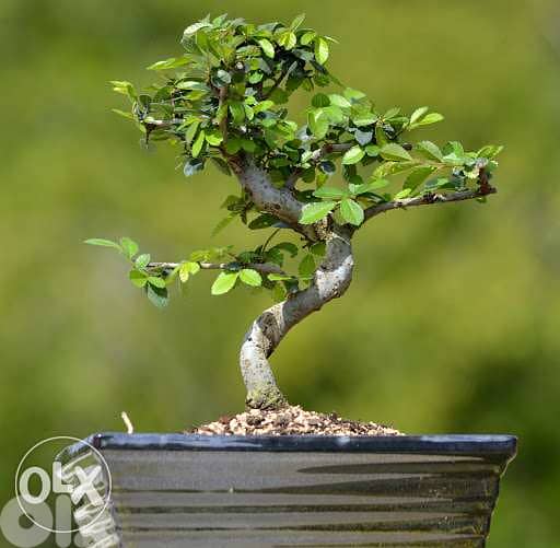Carmona bonsai from Japan special price exclusive in lebanon 0