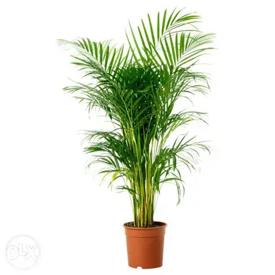Areca King/ best prices in Lebanon