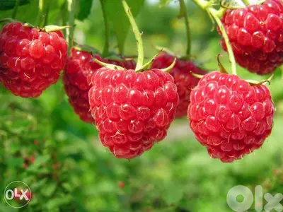 Raspberry plants شتول راسبيري