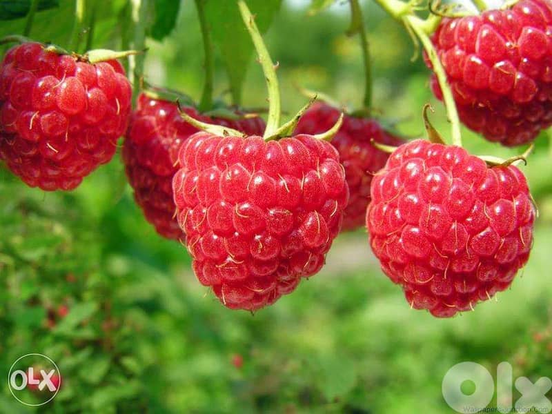 Raspberry plants شتول راسبيري 0