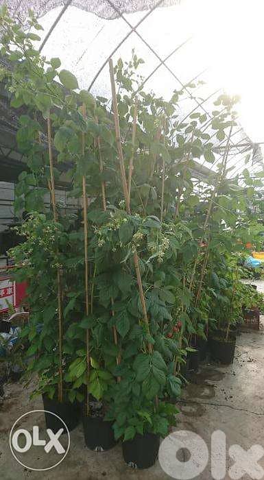 Raspberry plants شتول راسبيري 1