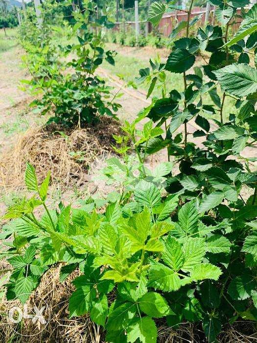Raspberry plants شتول راسبيري 2