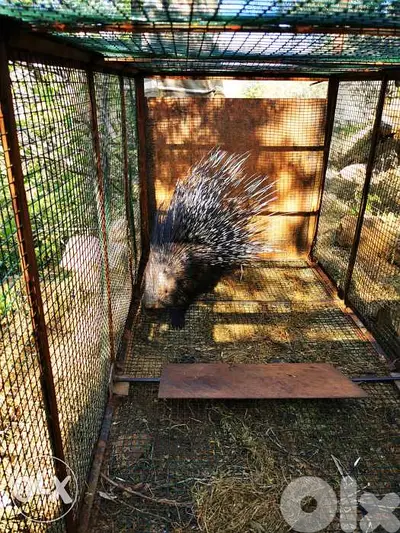 Animal cage