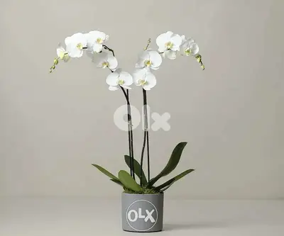 Orchid flower زهور الأوركيد best price in lebanon (Double LONG stem)