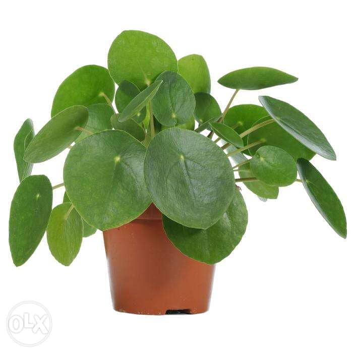 pilea chinese money plant 0