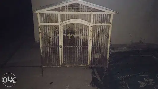 dog house