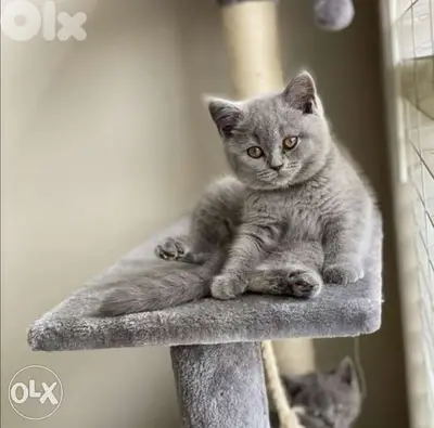 British Shorthair Kittens available now/ cat قطط