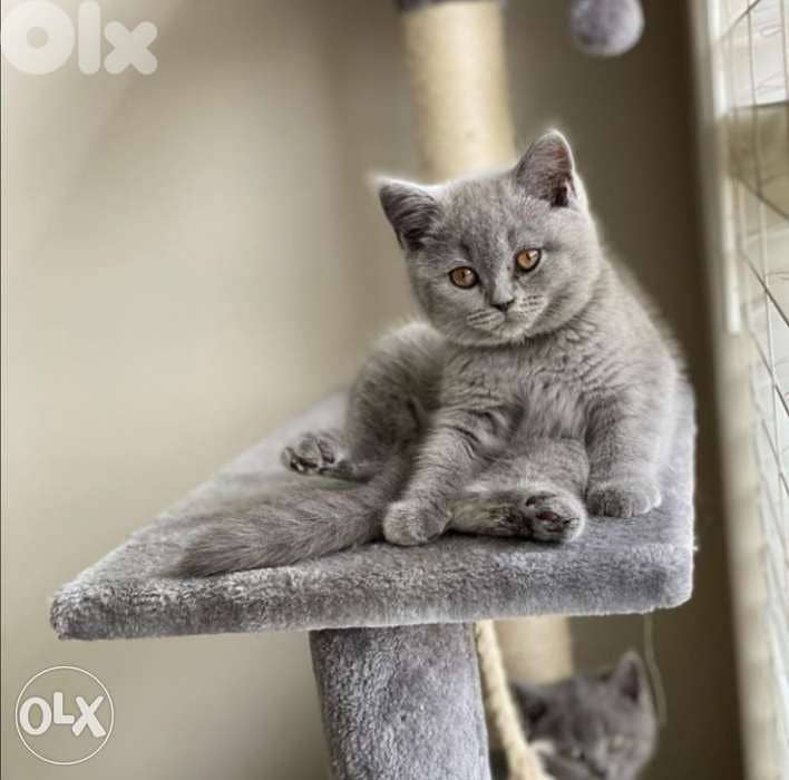 British Shorthair Kittens available now/ cat قطط 0
